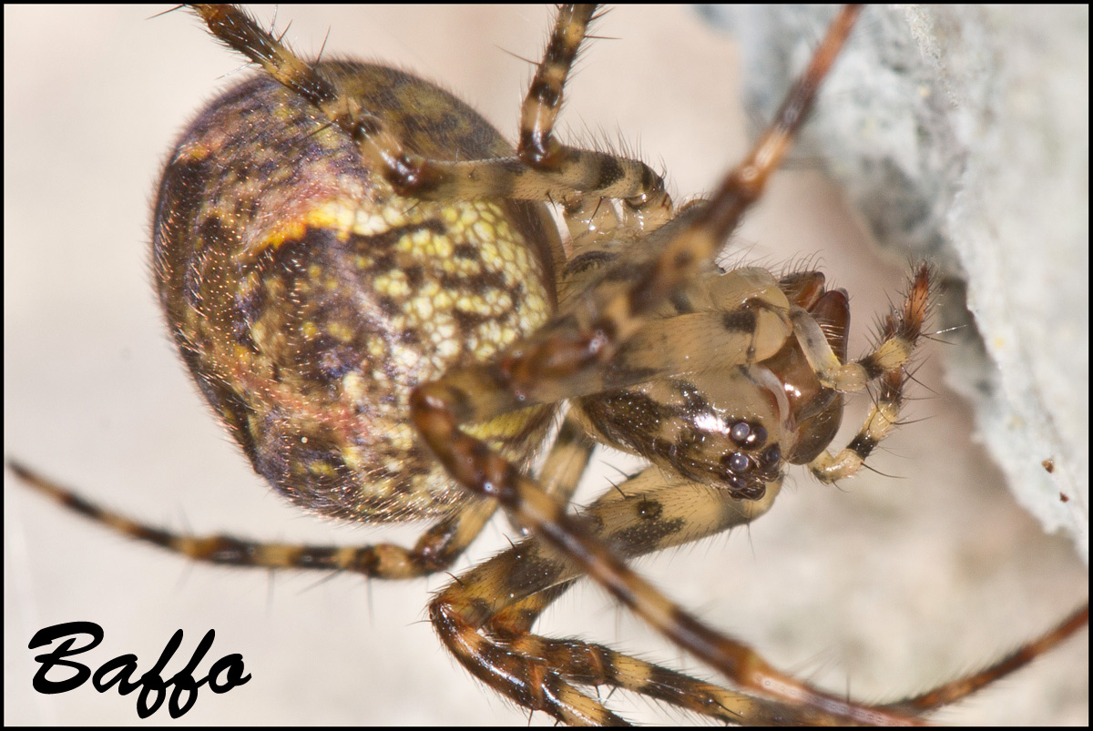 Metellina merianea; Meta menardi - Samatorza (TS)